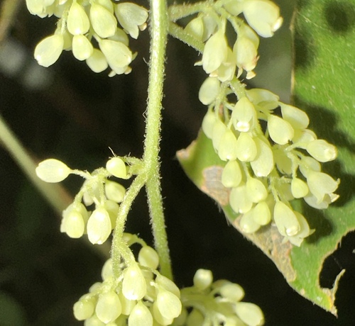Cyclea laxiflora (Cyclea laxiflora)