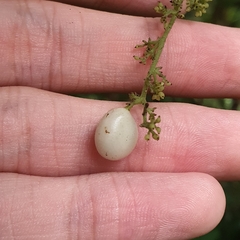 Cyclea laxiflora (Cyclea laxiflora)