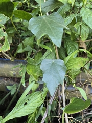 Cyclea ochiaiana (Cyclea ochiaiana)