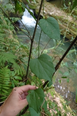 Cyclea ochiaiana (Cyclea ochiaiana)