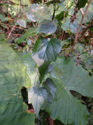 Cyclea ochiaiana (Cyclea ochiaiana)