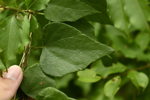 Cyclea ochiaiana (Cyclea ochiaiana)