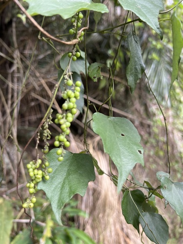 Cyclea ochiaiana (Cyclea ochiaiana)