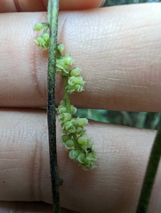 Cyclea ochiaiana (Cyclea ochiaiana)