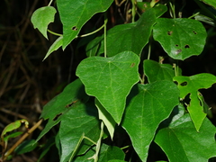Cyclea ochiaiana (Cyclea ochiaiana)