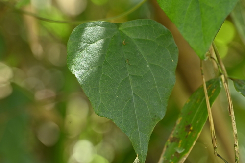 Cyclea ochiaiana (Cyclea ochiaiana)