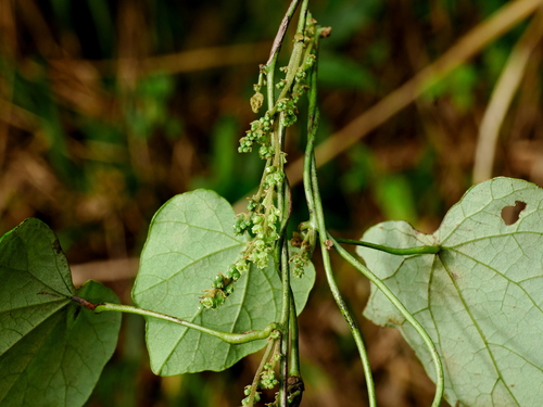 Cyclea ochiaiana (Cyclea ochiaiana)