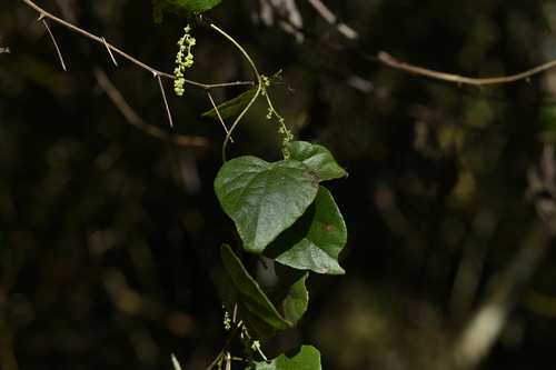 Cyclea ochiaiana (Cyclea ochiaiana)