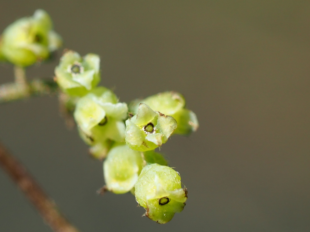 Cyclea ochiaiana (Cyclea ochiaiana)