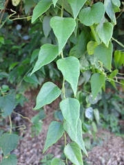 Cyclea ochiaiana (Cyclea ochiaiana)