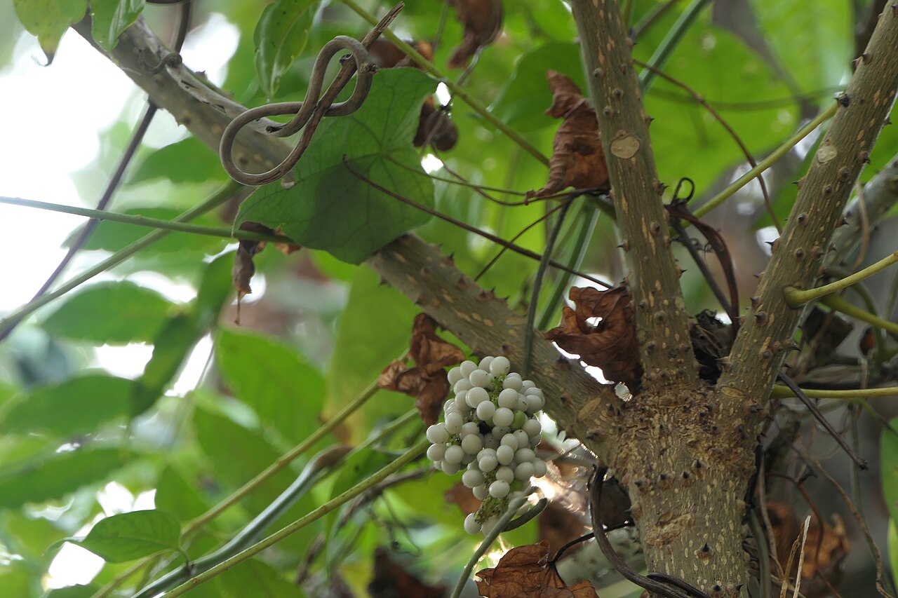 Abuta amara: Cyclea peltata (Lam.) Hook.f. & Thomson
