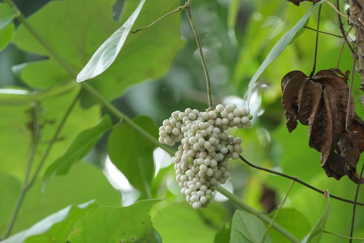 Abuta amara: Cyclea peltata (Lam.) Hook.f. & Thomson