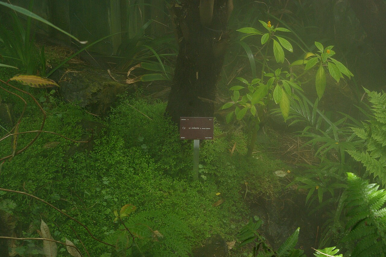 Cyclea robusta: Cyclea robusta, Conservatoire botanique national de Brest