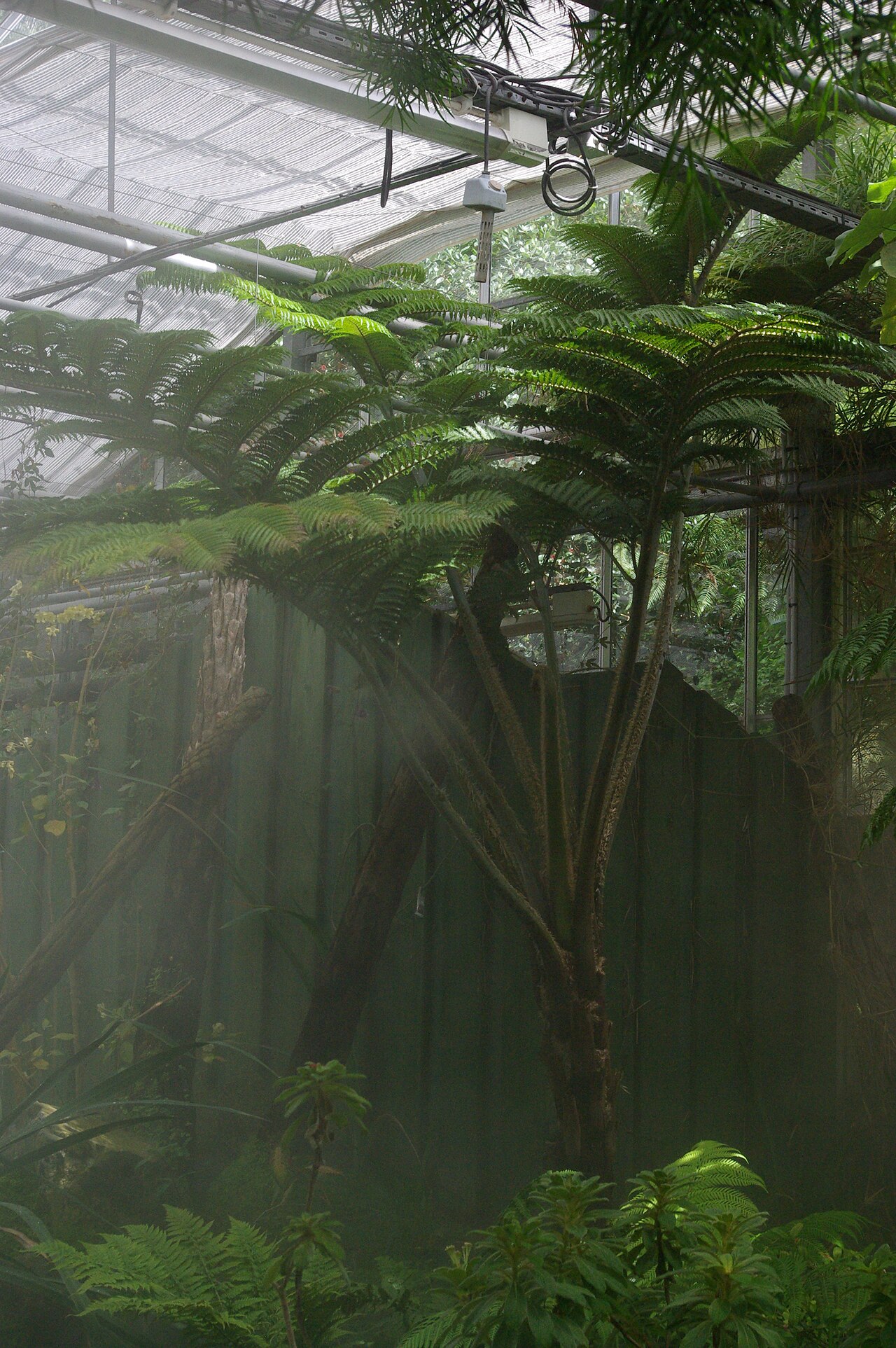 Cyclea robusta: Cyclea robusta, Conservatoire botanique national de Brest