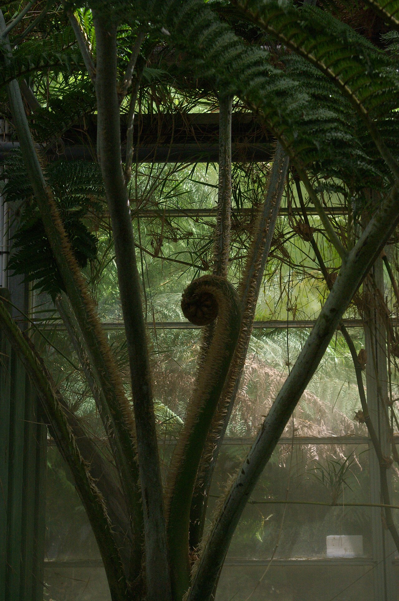 Cyclea robusta: Cyclea robusta, Conservatoire botanique national de Brest