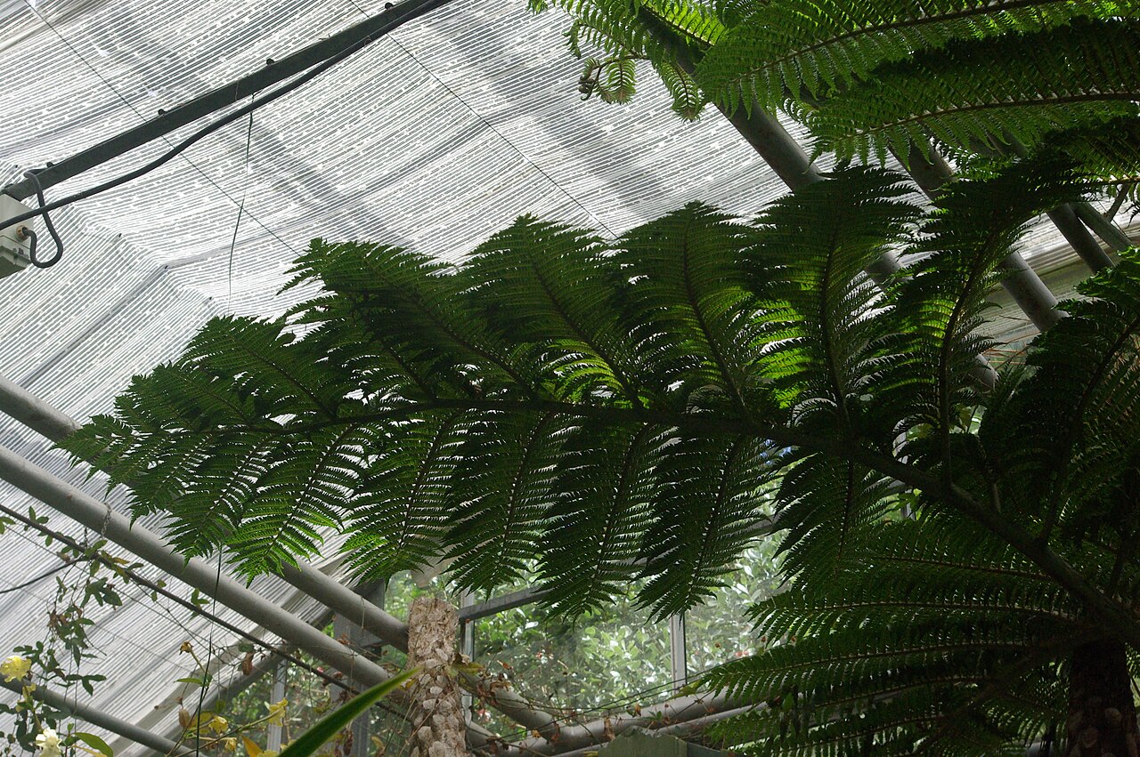 Cyclea robusta: Cyclea robusta, Conservatoire botanique national de Brest