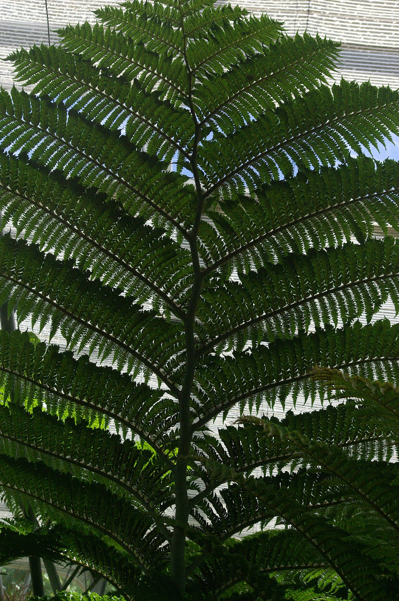 Cyclea robusta: Cyclea robusta, Conservatoire botanique national de Brest