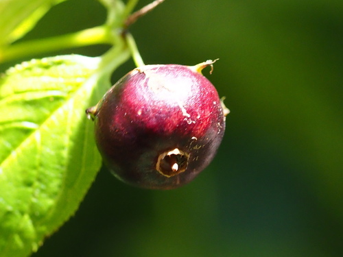 Cyclocodon axillaris (Cyclocodon axillaris)