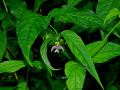 Cyclocodon axillaris (Cyclocodon axillaris)