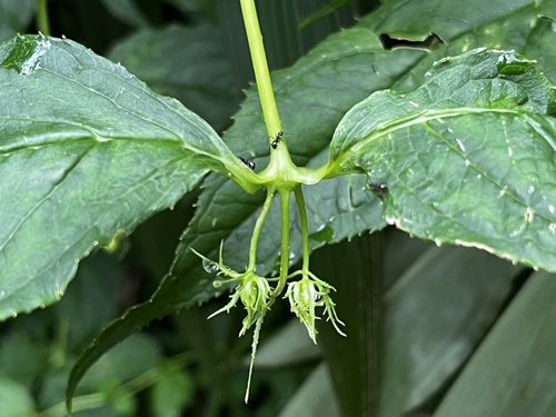 Cyclocodon axillaris (Cyclocodon axillaris)