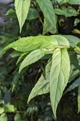 Cyclocodon axillaris (Cyclocodon axillaris)