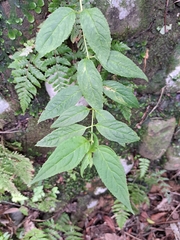 Cyclocodon axillaris (Cyclocodon axillaris)