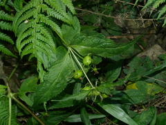 Cyclocodon axillaris (Cyclocodon axillaris)