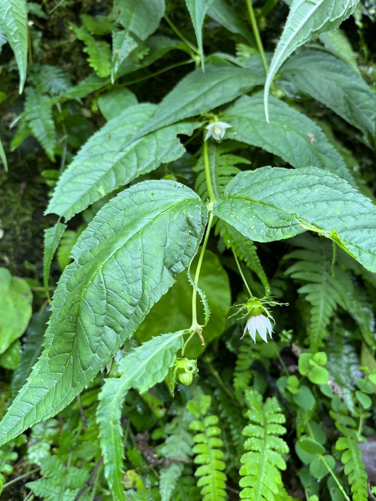 Cyclocodon axillaris (Cyclocodon axillaris)