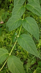 Cyclocodon axillaris (Cyclocodon axillaris)