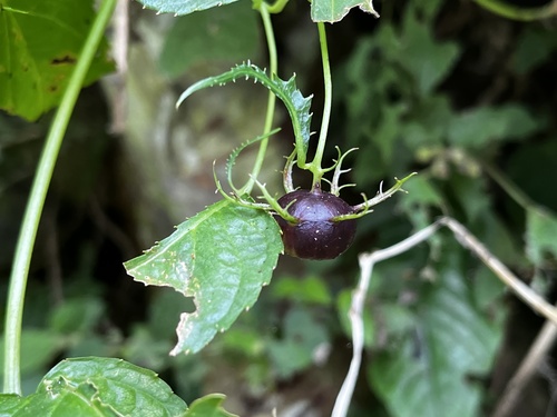 Cyclocodon axillaris (Cyclocodon axillaris)