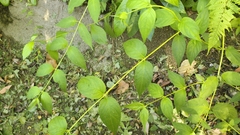 Cyclocodon axillaris (Cyclocodon axillaris)