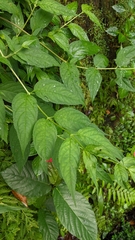 Cyclocodon axillaris (Cyclocodon axillaris)