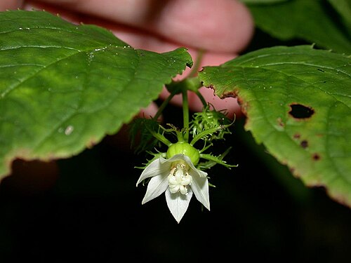 Cyclocodon lancifolius: Codonopsis lancifolius:タンゲブ 2004/08/11 沖縄県那覇市:Naha City, Okinawa Pref. Japan