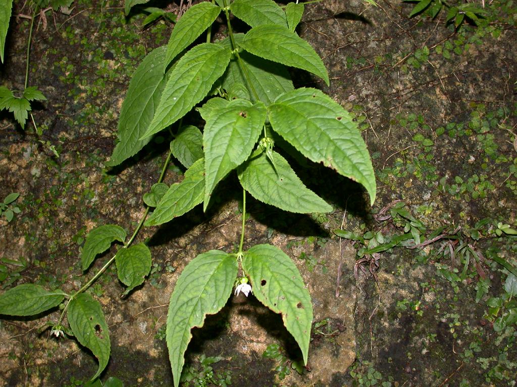 Cyclocodon lancifolius: Codonopsis lancifolius:タンゲブ 2004/08/11 沖縄県那覇市:Naha City, Okinawa Pref. Japan