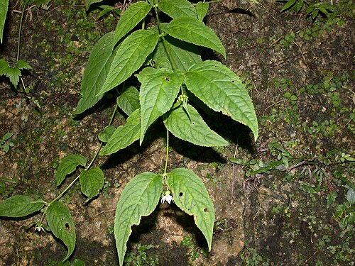 Cyclocodon lancifolius: Codonopsis lancifolius:タンゲブ 2004/08/11 沖縄県那覇市:Naha City, Okinawa Pref. Japan