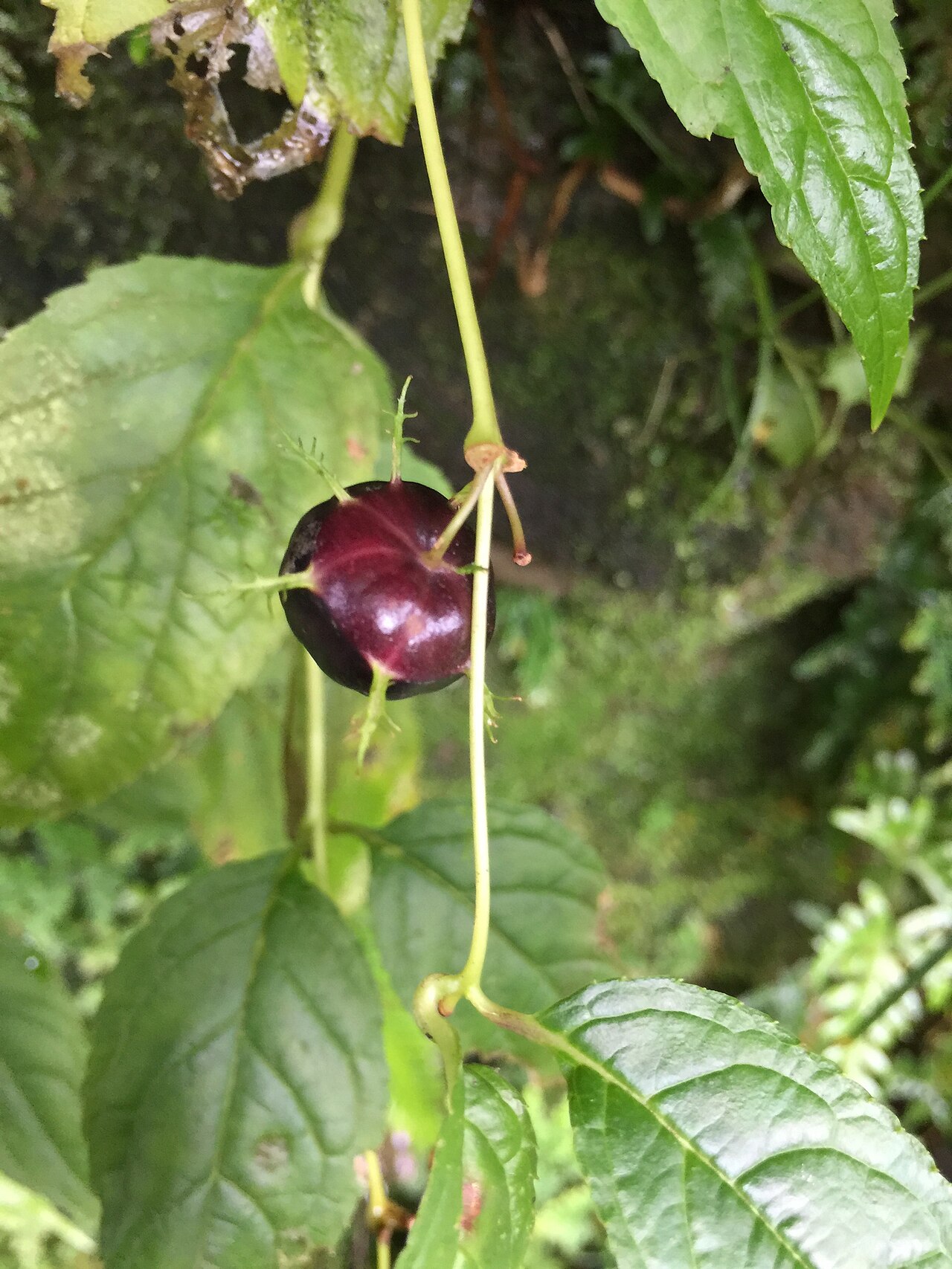 Cyclocodon lancifolius: Cyclocodon lancifolius in Taiwan