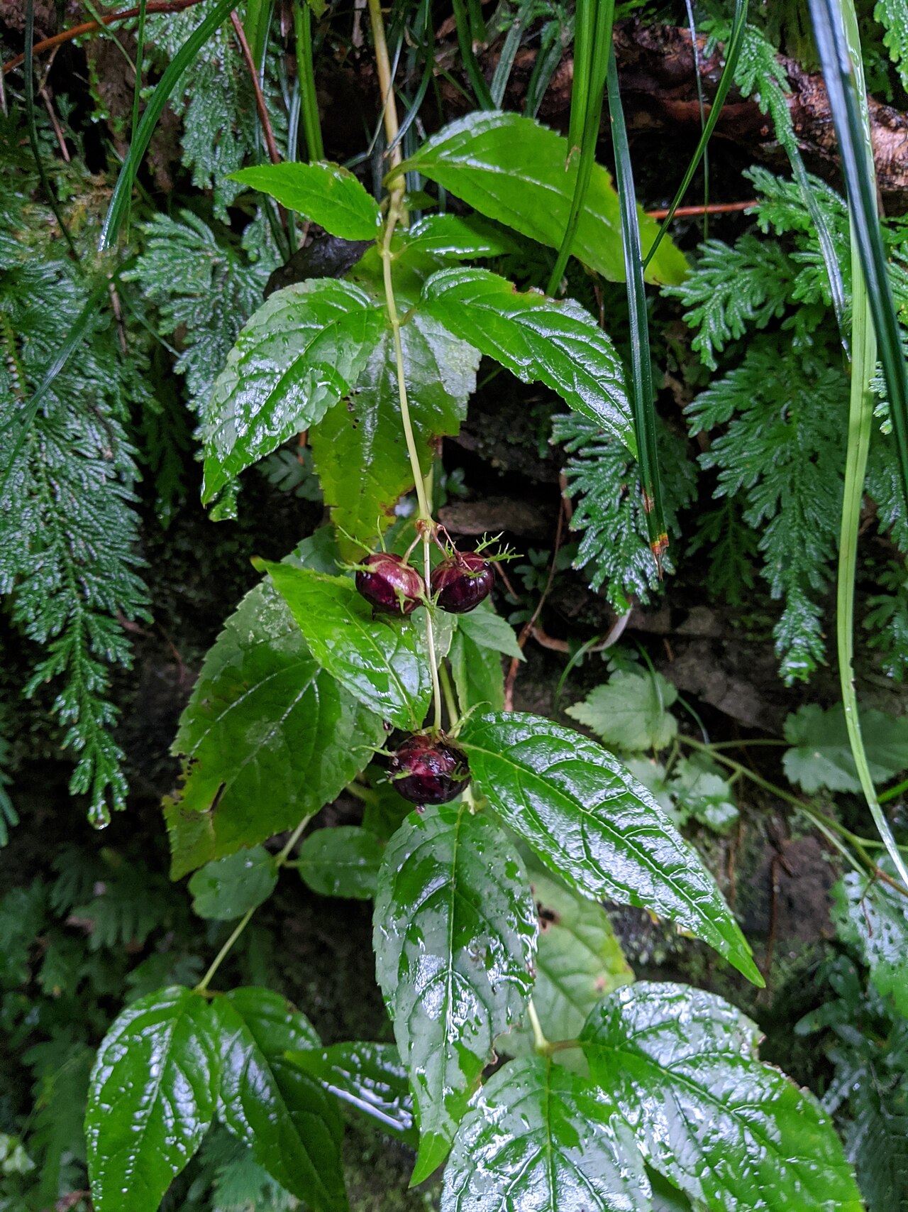 Cyclocodon lancifolius: Cyclocodon lancifolius in Taiwan