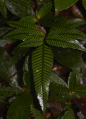 Cyclodium meniscioides (Cyclodium meniscioides)
