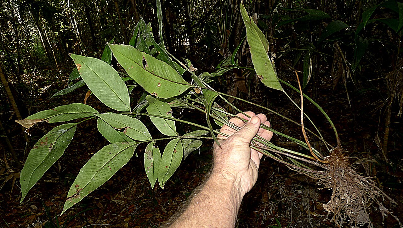 Cyclodium meniscioides: Cyclodium meniscioides (Willd.) C. Presl