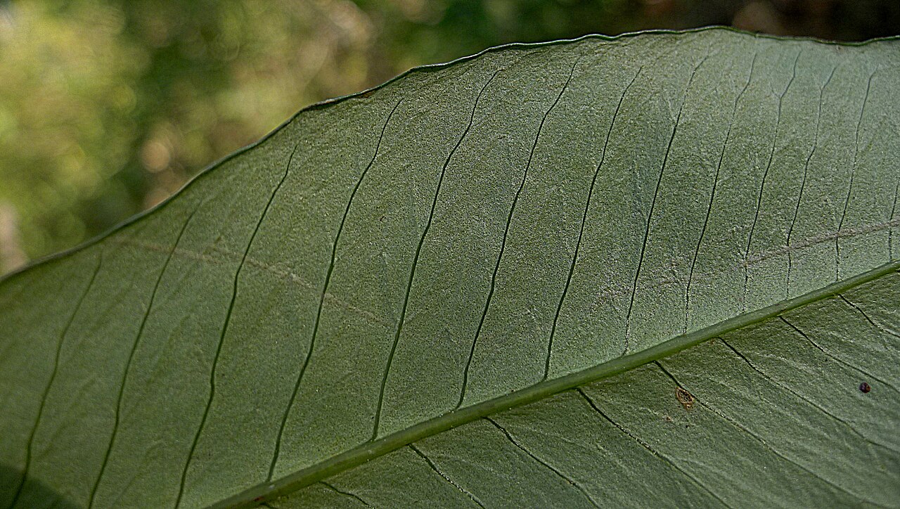 Cyclodium meniscioides: Cyclodium meniscioides (Willd.) C. Presl