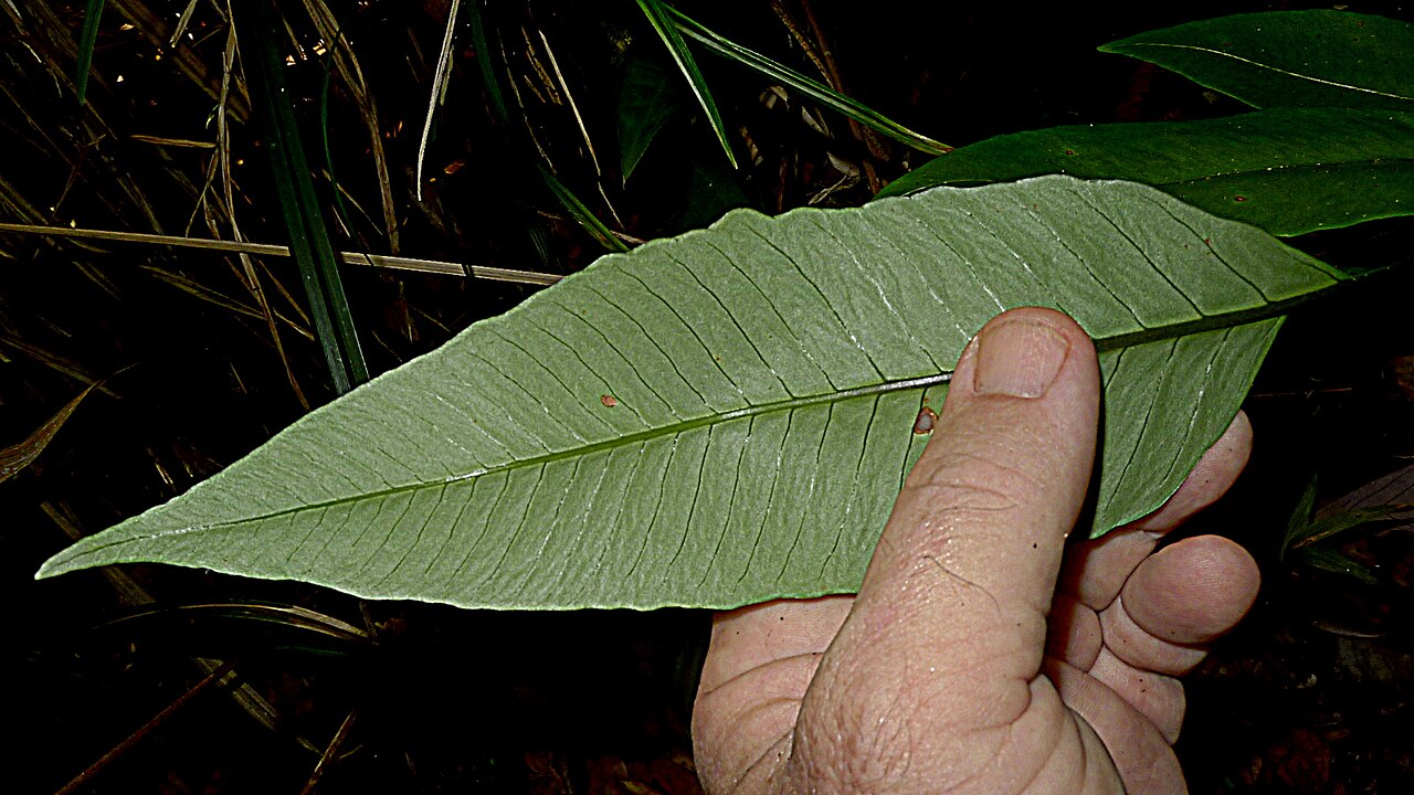Cyclodium meniscioides: Cyclodium meniscioides (Willd.) C. Presl