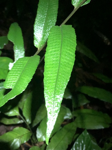 Cyclodium meniscioides (Cyclodium meniscioides)