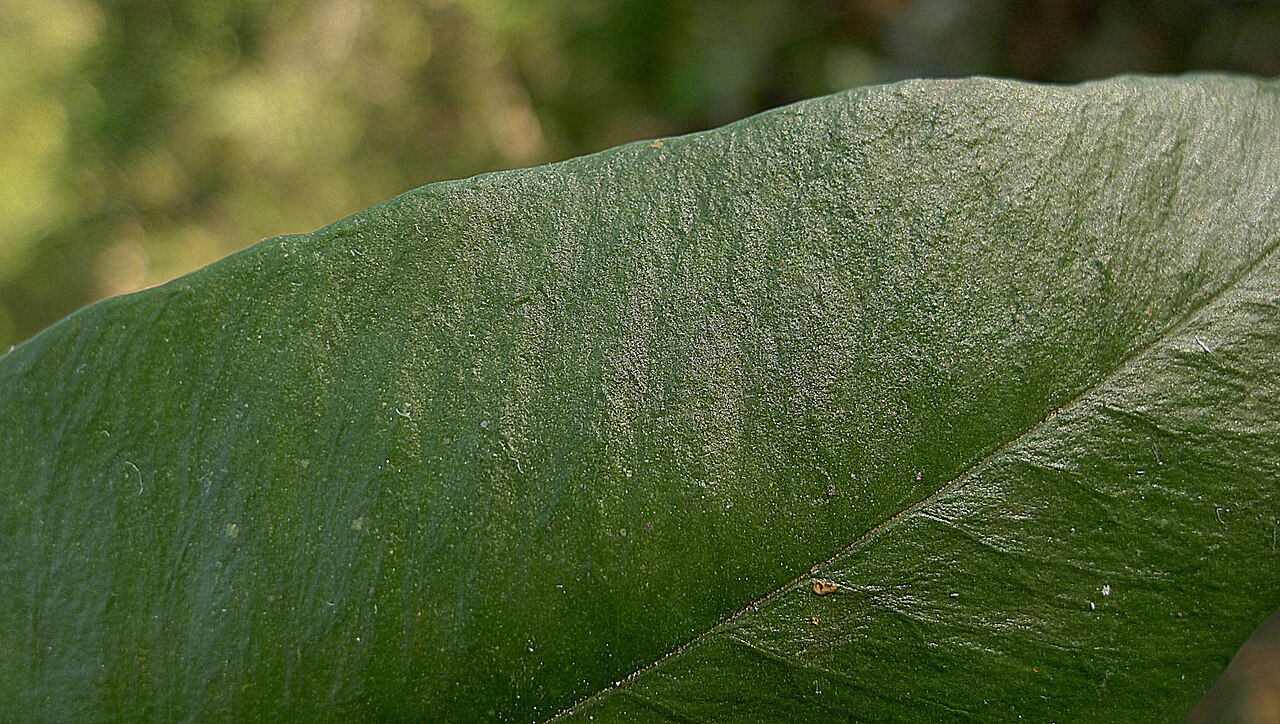 Cyclodium meniscioides: Cyclodium meniscioides (Willd.) C. Presl