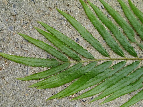Hottentot fern: Cyclosorus interruptus:テツホシダ 2015/08/25 沖縄本島:Okinawa Island, Japan