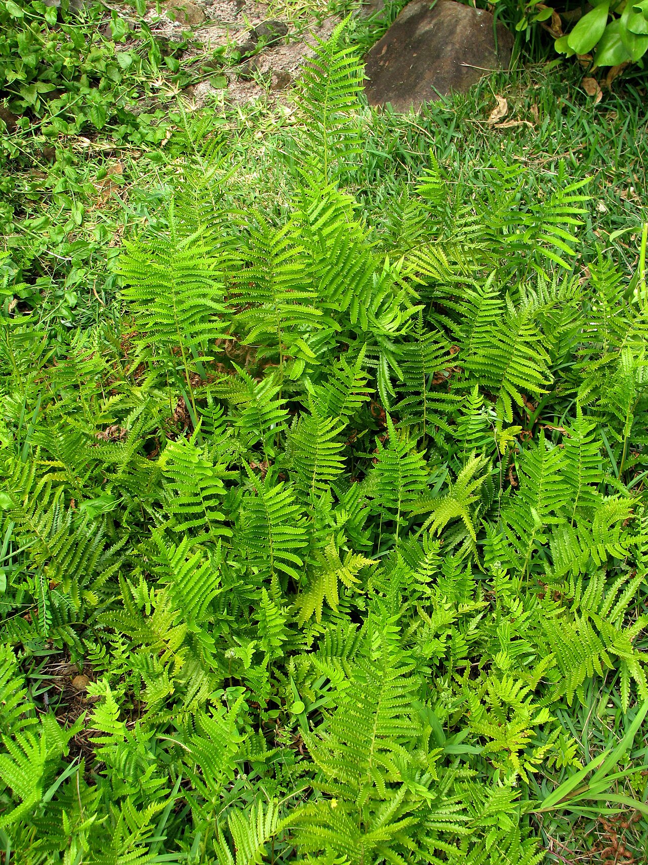 Hottentot fern: Neke or Willdenow's maiden fern Thelypteridaceae Indigenous to the Hawaiian Islands Oʻahu (Cultivated) NPH00004 nativeplants.hawaii.edu/plant/view/Cyclosorus_in