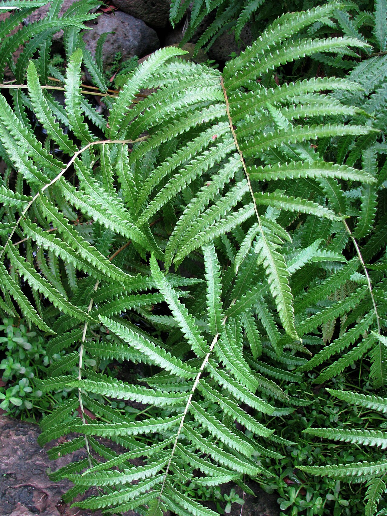 Hottentot fern: Neke or Willdenow's maiden fern Thelypteridaceae Indigenous to the Hawaiian Islands Oʻahu (Cultivated) NPH00005 nativeplants.hawaii.edu/plant/view/Cyclosorus_in