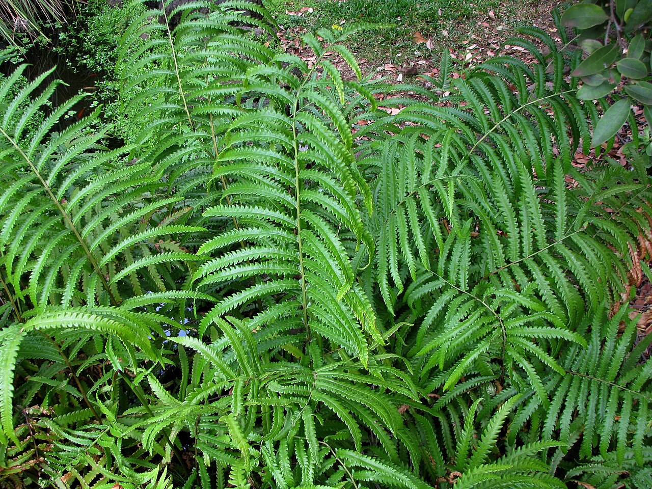 Hottentot fern: Neke or Willdenow's maiden fern Thelypteridaceae Indigenous to the Hawaiian Islands Oʻahu (Cultivated) NPH00009 nativeplants.hawaii.edu/plant/view/Cyclosorus_in
