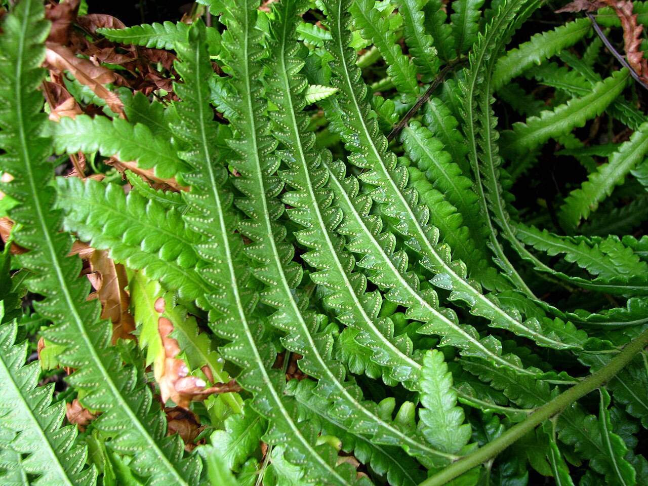 Hottentot fern: Neke or Willdenow's maiden fern Thelypteridaceae Indigenous to the Hawaiian Islands Oʻahu (Cultivated) NPH00010 nativeplants.hawaii.edu/plant/view/Cyclosorus_in