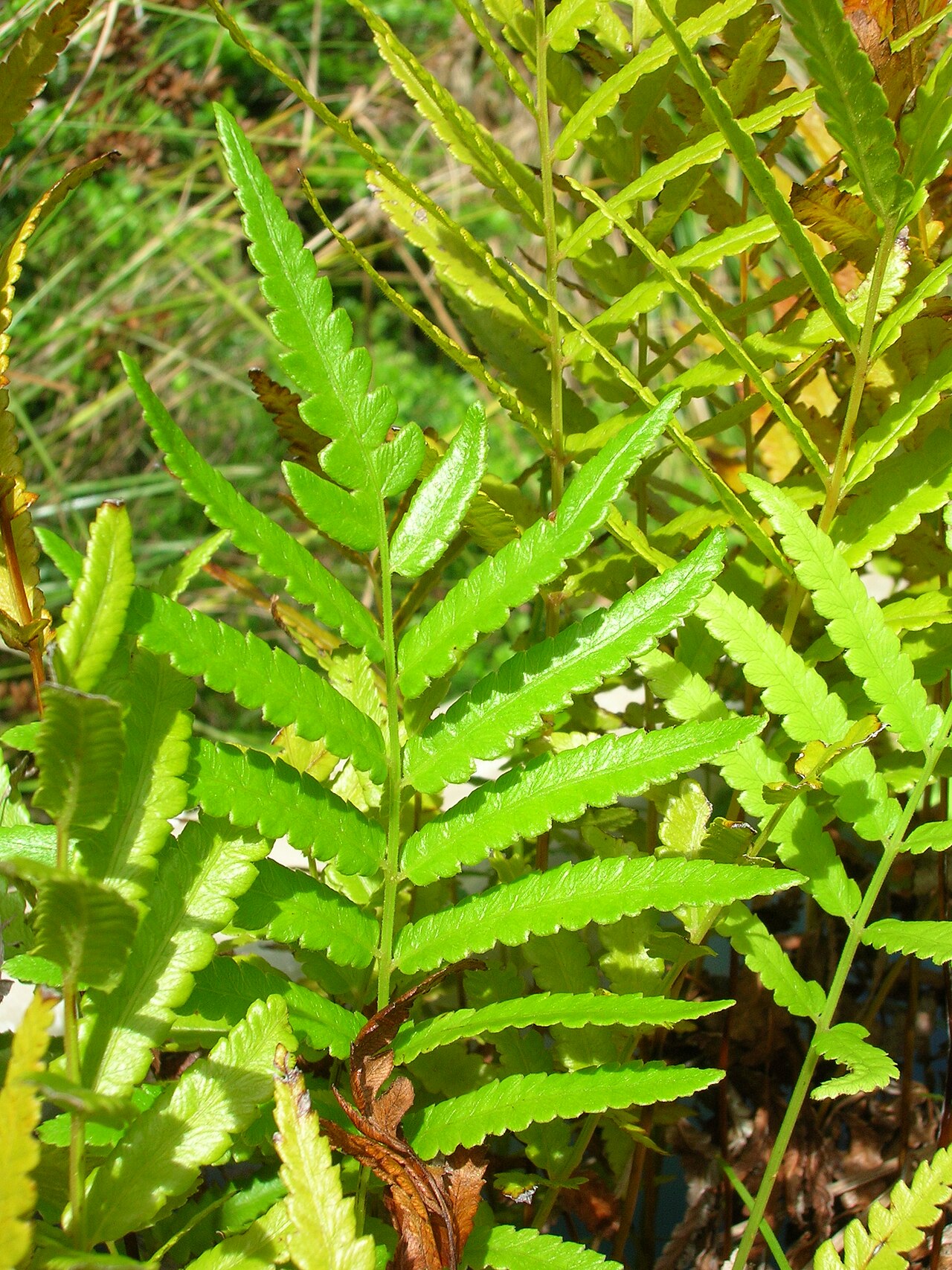 Hottentot fern: Cyclosorus interruptus (habit). Location: Maui, Hoolawa Farms