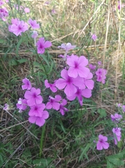 Cycnium cameronianum (Cycnium cameronianum)